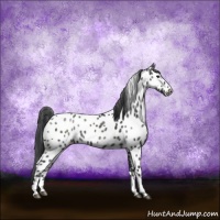 Horse Color:Black Sabino Appaloosa Rabicano 