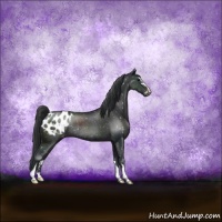 Horse Color:Black Sabino Appaloosa Rabicano