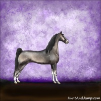 Horse Color:Blue Onyx Sabino Appaloosa Rabicano 