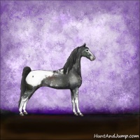Horse Color:Black Sabino Appaloosa Rabicano 