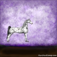 Horse Color:Black Sabino Leopard 