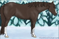 Horse Color:Liver Chestnut 