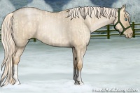 Horse Color:Palomino Roan Pearl  and Chocolate Palomino Roan Pearl Dun 