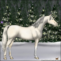 Horse Color:Palomino Roan Pearl  and Palomino Roan Pearl 