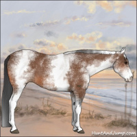 Horse Color:White Spotted Bay 
