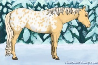 Horse Color:Palomino Appaloosa 