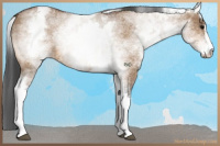 Horse Color:White Spotted Bay Dun Sabino Rabicano 