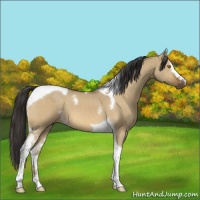 Horse Color:White Spotted Buckskin Dun Tobiano 