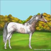 Horse Color:White Spotted Brown Dun Tobiano Rabicano
