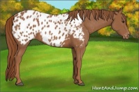 Horse Color:Chestnut Appaloosa 