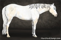 Horse Color:Palomino Roan Pearl  and Palomino Roan Pearl Near Leopard 