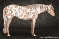 Horse Color:Gold Champagne Appaloosa  and Gold Champagne Appaloosa 