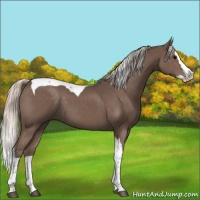 Horse Color:Silver Black Splash Tobiano 