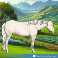 Horse Color:Palomino Roan Pearl  and Palomino Roan Pearl