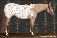 Horse Color:Bay Dun Sabino Near Leopard Rabicano