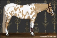 Horse Color:Chocolate Palomino Dun Tobiano Frame Appaloosa Rabicano
