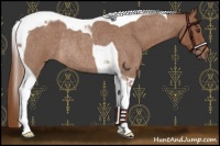 Horse Color:Red Roan Tobiano Rabicano 