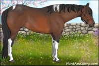 Horse Color:Bay Tobiano 