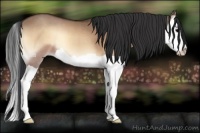 Horse Color:Bay Onyx Splash 