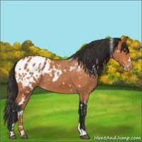Horse Color:White Spotted Bay Appaloosa 