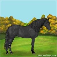 Horse Color:Black 