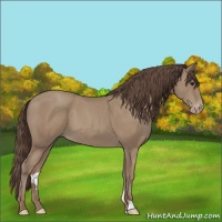 Horse Color:Classic Champagne Appaloosa 
