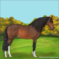 Horse Color:Bay 