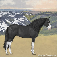 Horse Color:Black Splash 