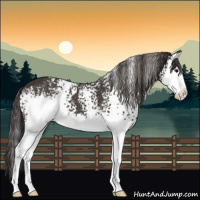Horse Color:White Spotted Smoky Black Splash 