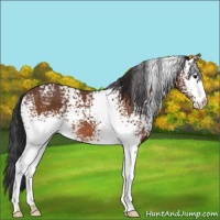 Horse Color:White Spotted Bay 