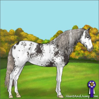 Horse Color:Gray White Spotted Silver Black Appaloosa 