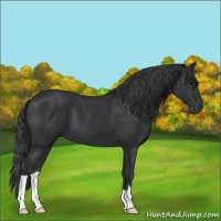 Horse Color:Black 