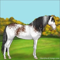 Horse Color:White Spotted Bay 