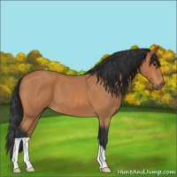Horse Color:Bay Roan 