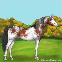 Horse Color:White Spotted Brown 