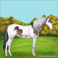 Horse Color:White Spotted Brown Tobiano 