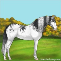 Horse Color:White Spotted Black 