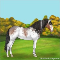 Horse Color:White Spotted Brown Roan 