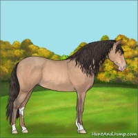Horse Color:Amber Champagne 