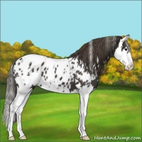 Horse Color:White Spotted Smoky Black Splash Appaloosa 
