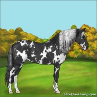 Horse Color:White Spotted Black 