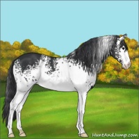 Horse Color:White Spotted Black 