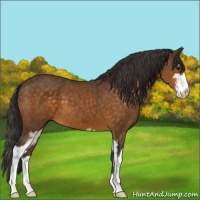 Horse Color:Buckskin Sabino 