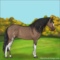 Horse Color:White Spotted Brown Dun 