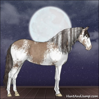 Horse Color:White Spotted Classic Champagne 