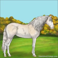 Horse Color:Silver Buckskin Ice Pearl Onyx Sabino 