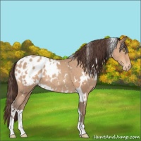 Horse Color:White Spotted Amber Champagne Appaloosa 