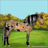 Horse Color:White Spotted Buckskin 