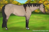 Horse Color:Brown Dun 