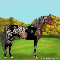 Horse Color:White Spotted Brown Tobiano Appaloosa 
